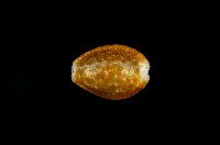 藏品(紅花寶螺)的圖片